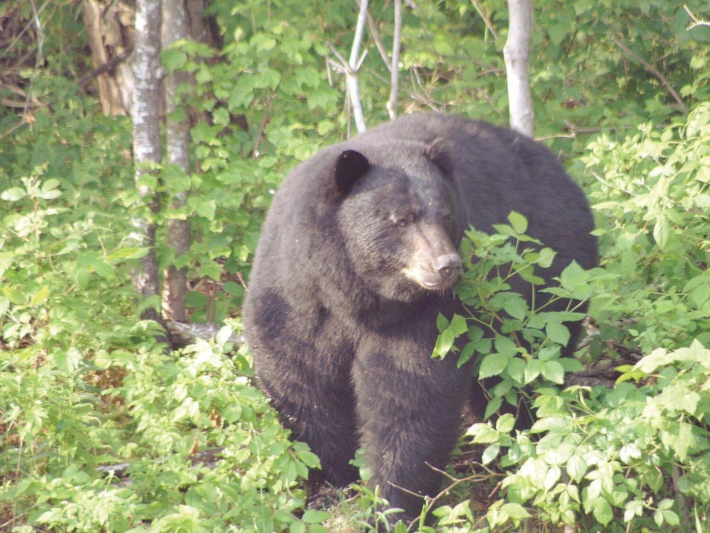 Bear incidents are on the rise in Vermont. What should you do to avoid  them?