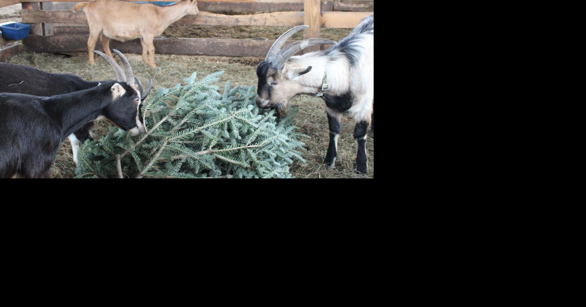 North Meadow Farm Manchester Vermont goats Christmas trees Local News