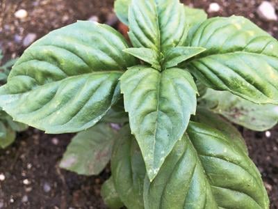 Making the most of summer basil