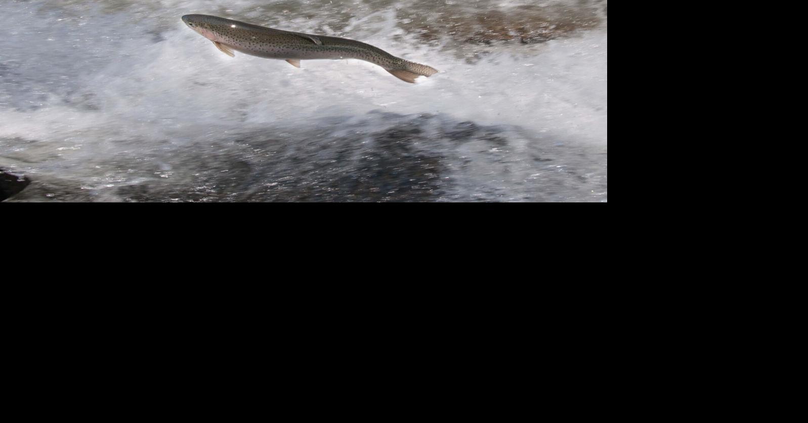 Willoughby steelhead rainbow trout will be jumping Outdoors