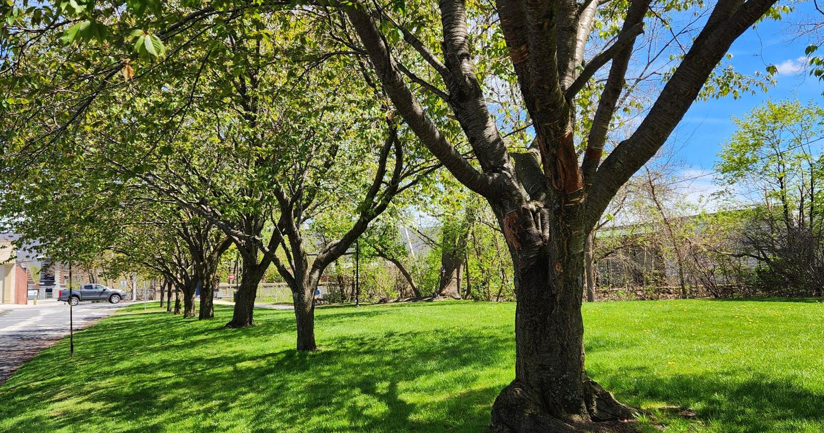 Free Trees for Bennington Residents - Vimarsana News