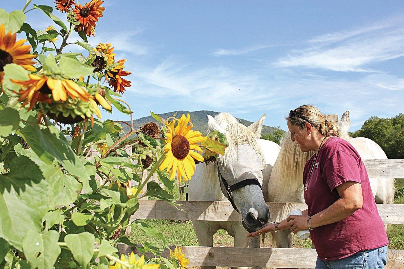 From Adversity To Prosperity North Meadow Farm Grew From Bucket List Item To Dream Come True Entertainment Benningtonbanner Com