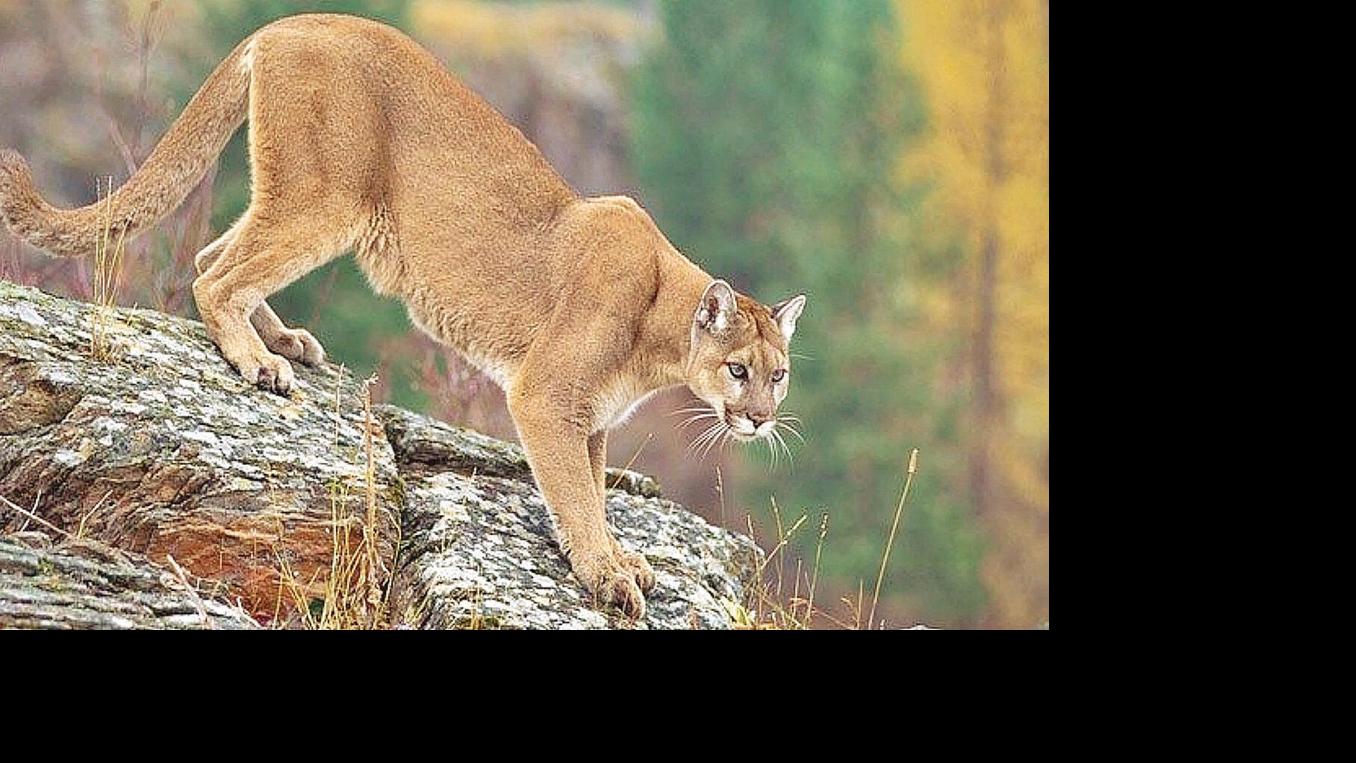 America S Lion Needs Wild Space Less Hunting For A Northeast Comeback Uncategorized Benningtonbanner Com [ 630 x 1120 Pixel ]