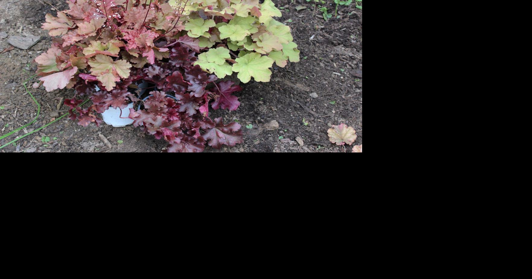 Now’s the time to think about shade gardening | Outdoors