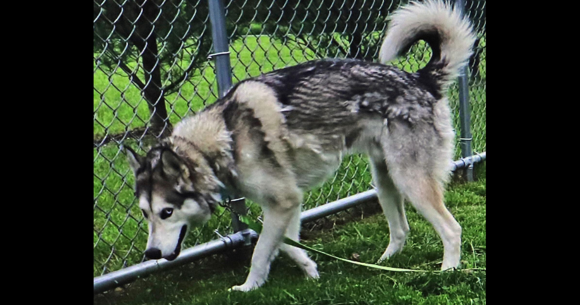 Supreme Court upholds dog forfeiture in Bennington cruelty case Local