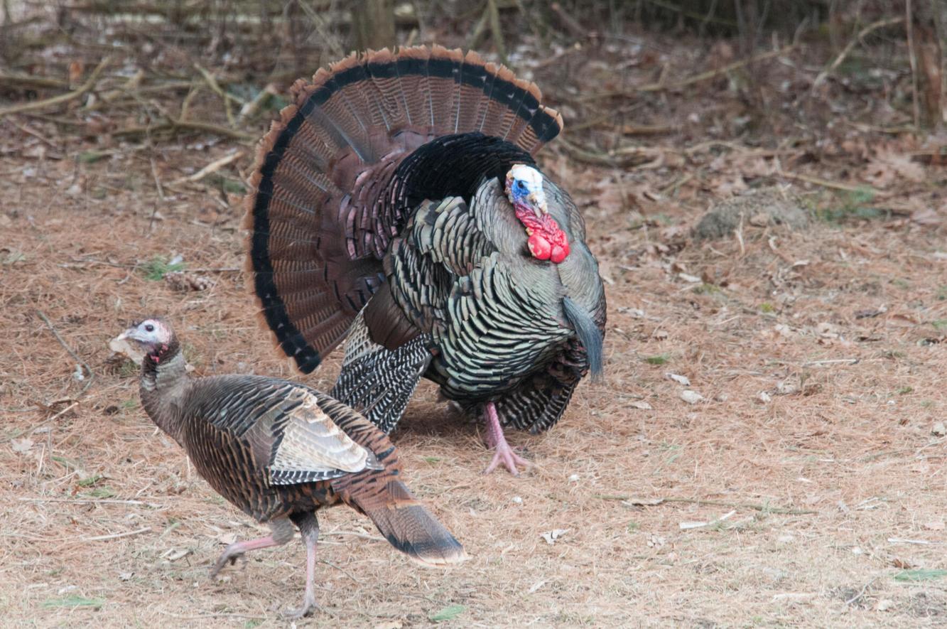 Celebrating the comeback of Vermont's wild turkeys Outdoors