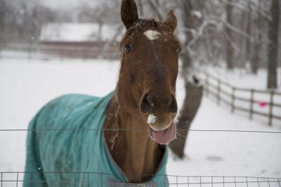 A horse at home on Buck Hill Road on a snowy Friday morning.jpg