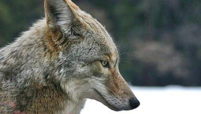 Coyote hunting contests banned in Vermont