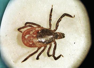 Health Matters: Ticks and tick-borne diseases