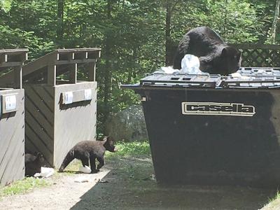 Bears are on the prowl in Vermont