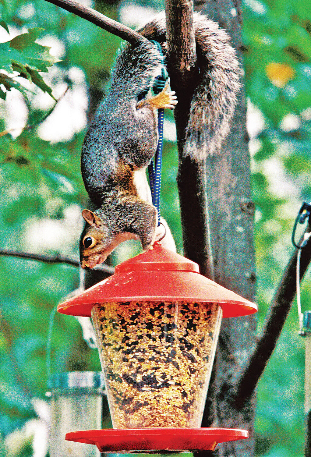 hunting season for gray squirrels open 