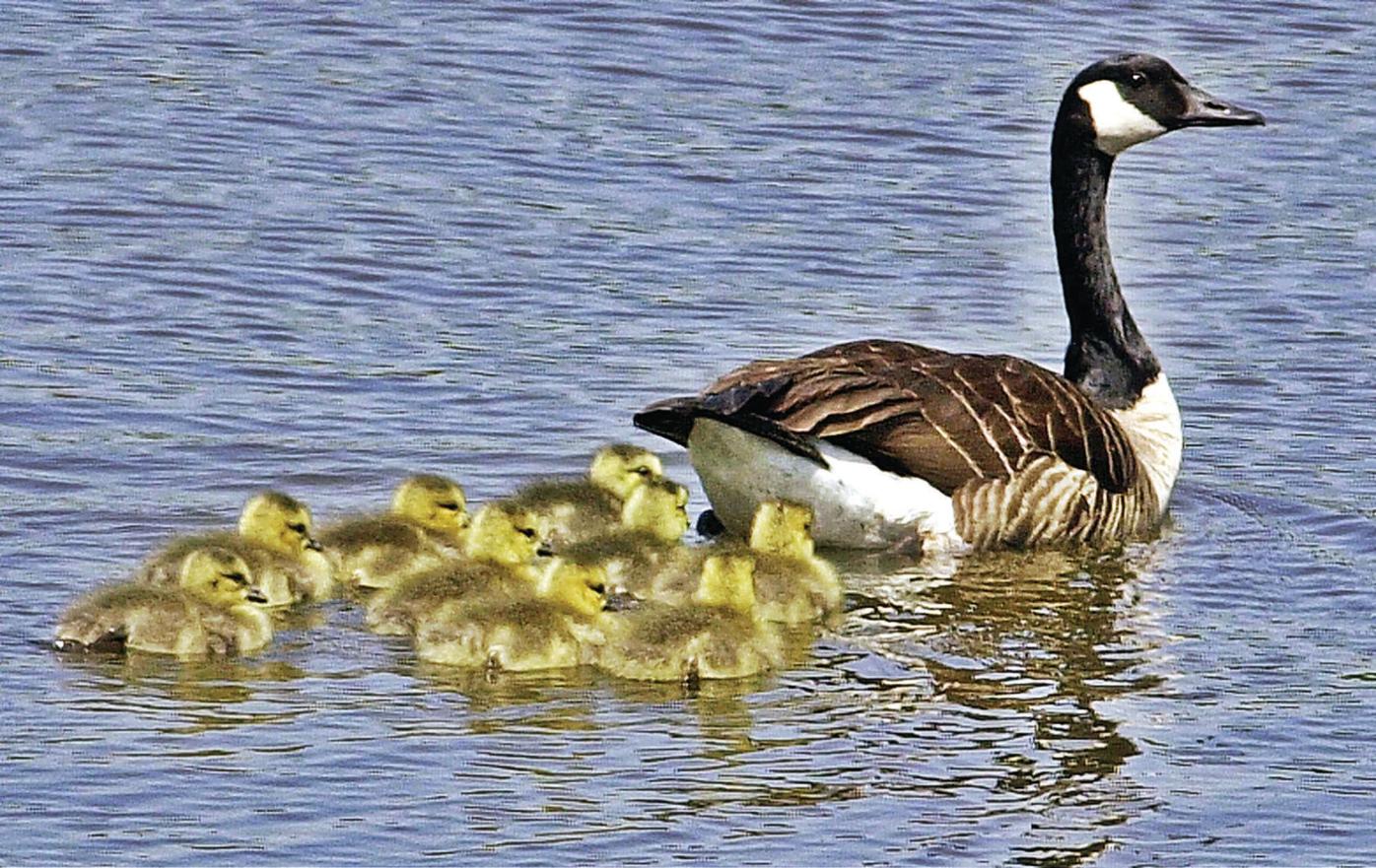 Thom Smith | Naturewatch: Lone mother goose spotted raising brood of  ducklings | Outdoors | benningtonbanner.com