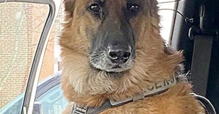 German Shepherd helps police find over 80K in drugs and cash German Shepherd helps police find over 80K in drugs and cash