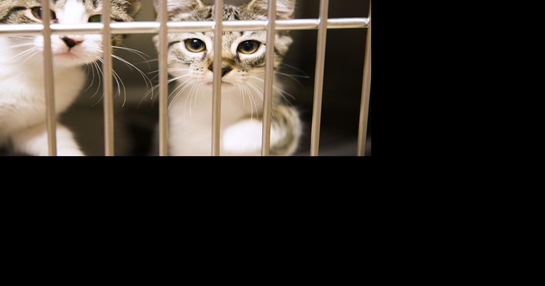 Photos These Pets of the Week need you today! Local News