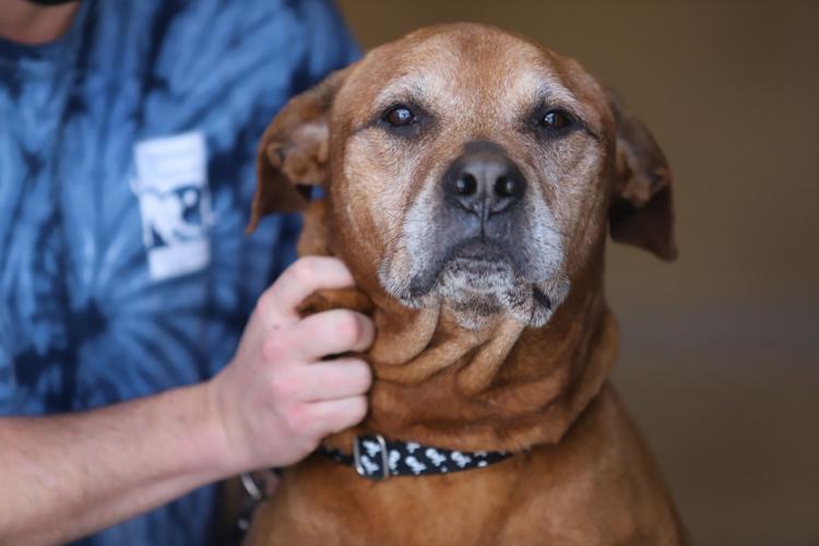 Second Chance animal center connects seniors to seniors | Local News |  
