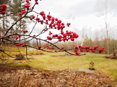 Native Plant: Native winterberry's fruits brighten winter landscape