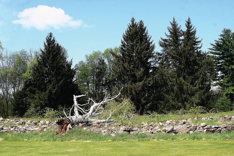 Trees planted by Robert Frost felled by wind