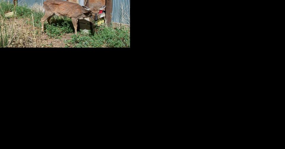 VT F&W urges hunters to help keep deer healthy - Vimarsana News