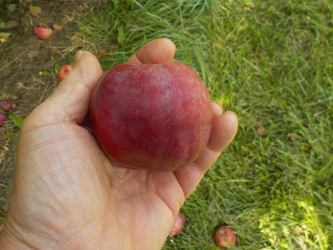 Henry Homeyer Notes from the Garden Growing good apples without chemicals is possible