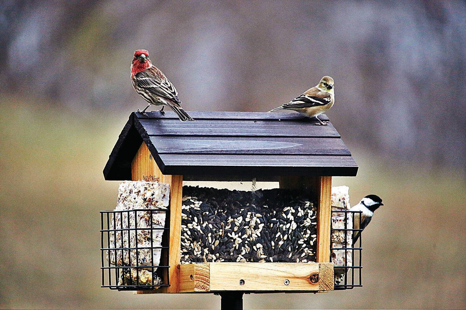 Boston Bruins Bird Feeder or Bird House 