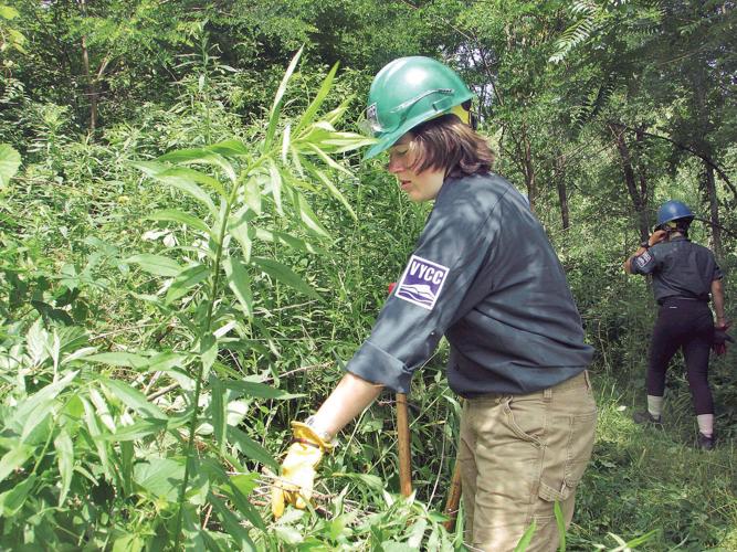 Conservation corps clearing Hoosic River trail in Pownal for public use