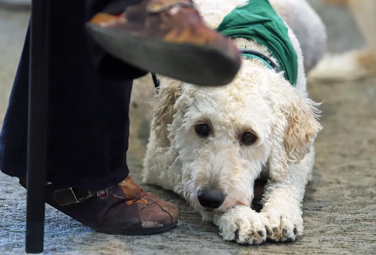 Max to the rescue: Courthouse therapy dog provides comfort in trying