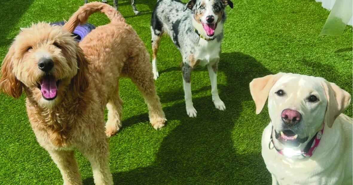 Canine Country Club expands to Benton with second location opening