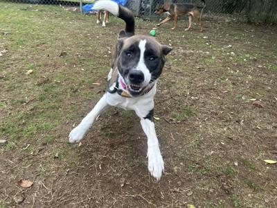 Benton Animal Services has increase of adoptions with online campaign