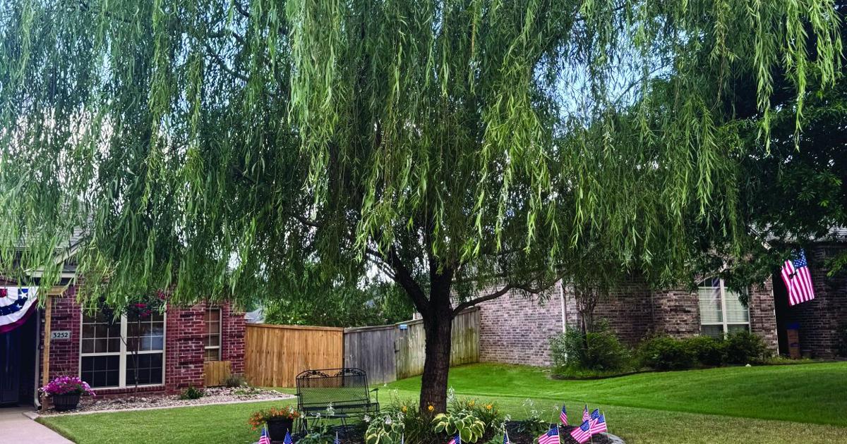 Unbridled Patriotism: The Yoakums' Yard Blooms into a Vibrant Fourth of July Tribute
