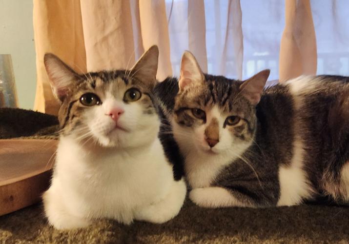 Second Chance Animal Center in Arlington Vt offers reduced cost spay