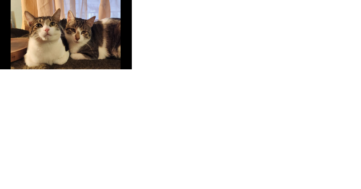 Second Chance Animal Center in Arlington, Vt., offers reduced-cost spay and neuter program to North Adams and Williamstown residents - Vimarsana News