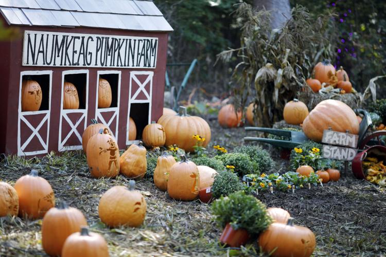 Photos Preparations for The Incredible Naumkeag Pumpkin Show