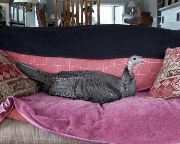 Wild turkey on a couch