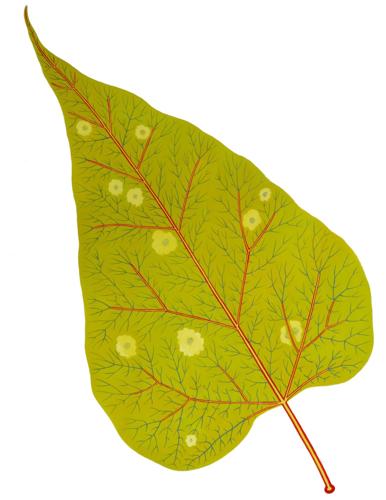 Catalpa Leaf (2).jpg