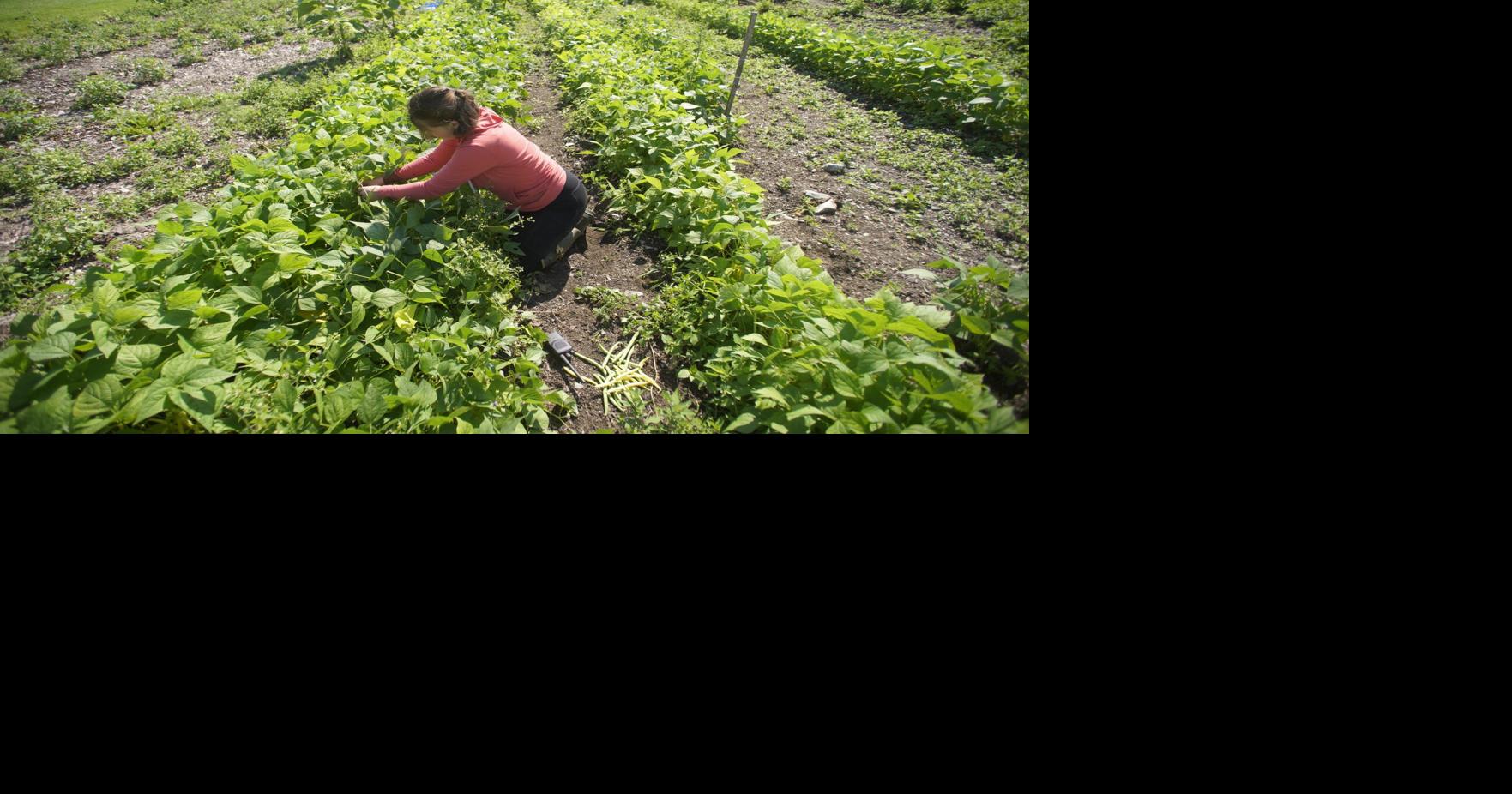 Photos Harvesting at Hancock Shaker Village Multimedia