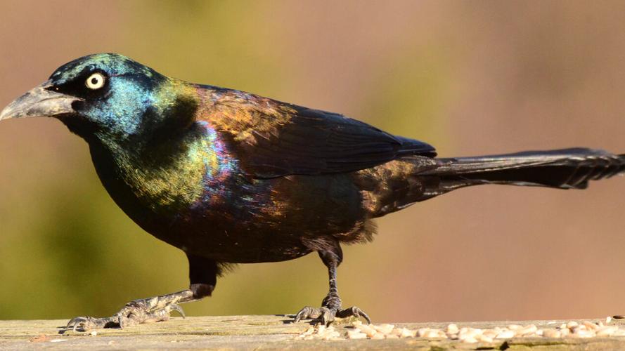 Seen in the right light, the common grackle is not your typical blackbird