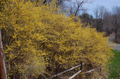 Yellow blossoms of forsythia bush against blue sky