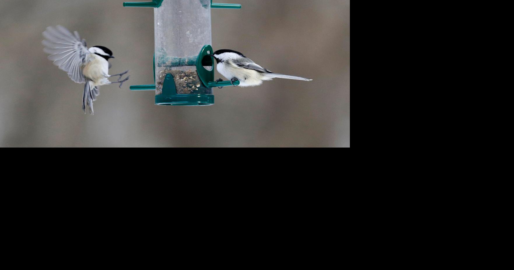 Are bird feeders now illegal in Great Barrington?