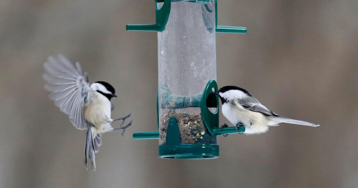 Are bird feeders now illegal in Great Barrington?