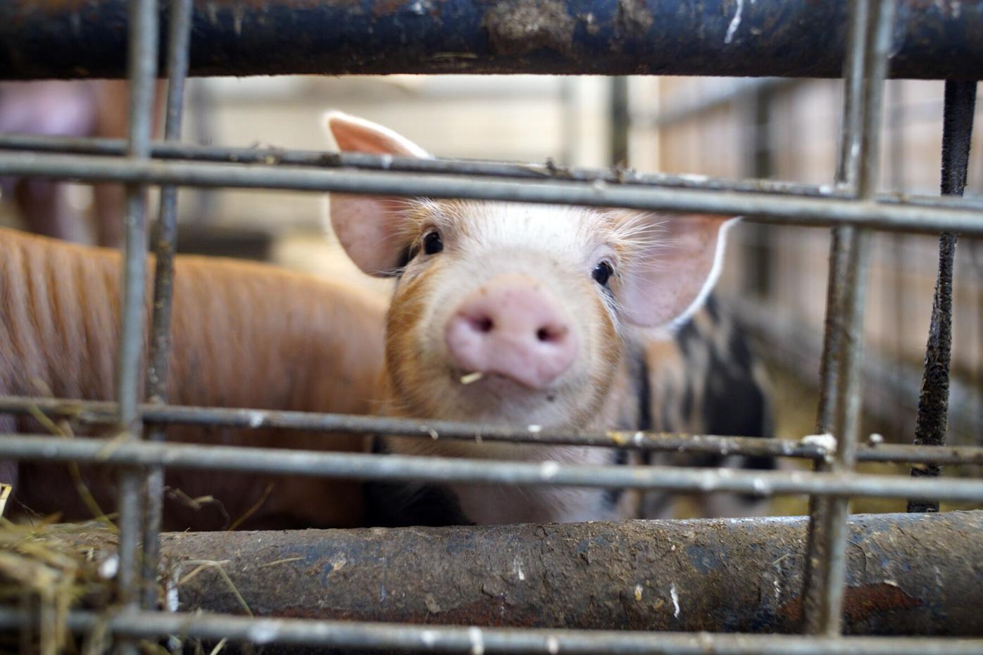 A sure sign of spring? Baby Animals at Hancock Shaker Village ...