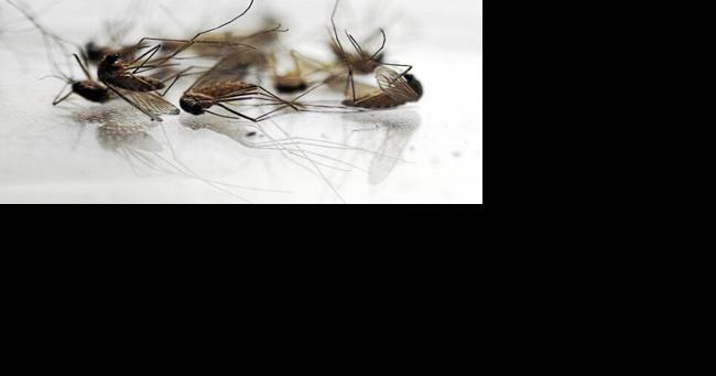 Pittsfield Board of Health wants the City Council to allow spraying to control mosquitos to combat West Nile virus - Vimarsana News