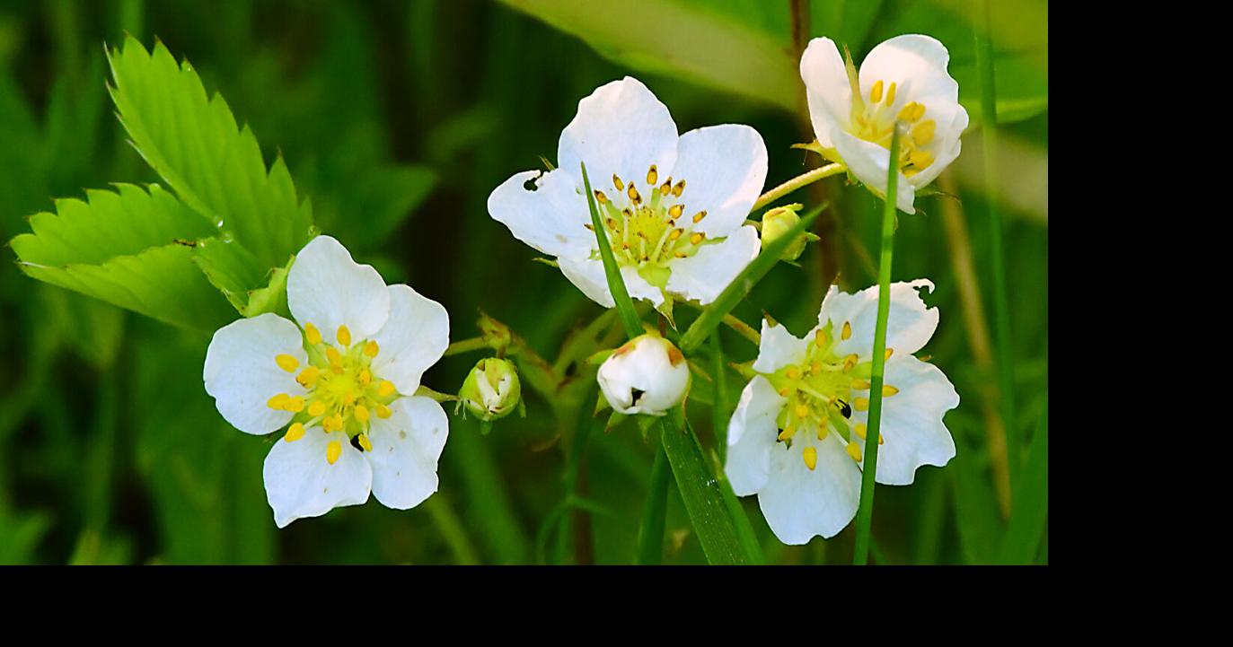 Wild strawberries