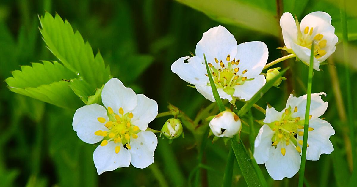 Wild strawberries