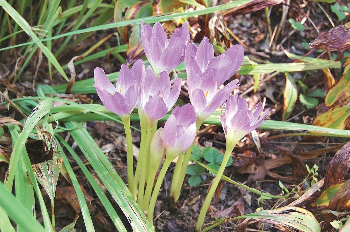 Ron Kujawski | Garden Journal: Crocus herald spring, give ...