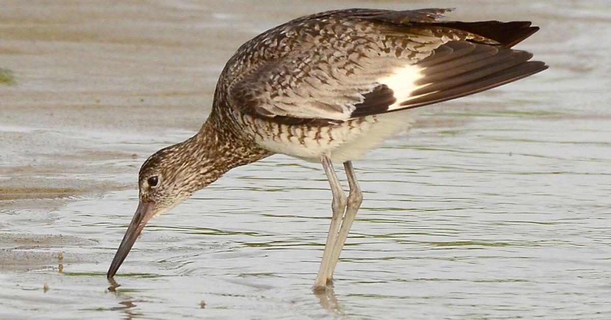 With the changing of the tide at First Encounter Beach comes a visit
