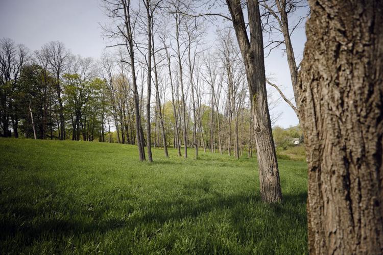 plot of land in spring