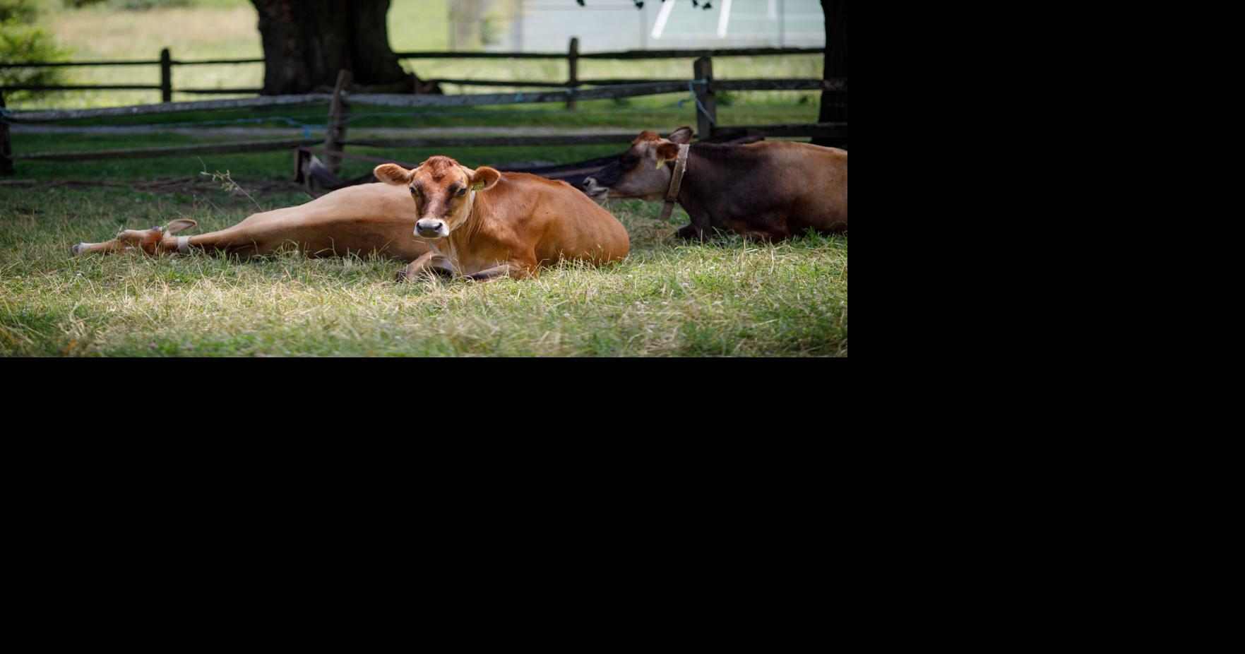Berkshire County loses another dairy farm as independent producers struggle