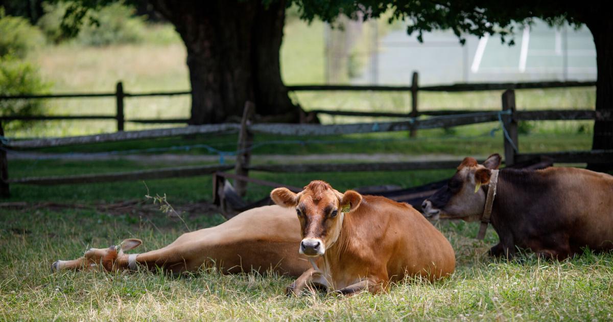 Berkshire County loses another dairy farm as independent producers struggle