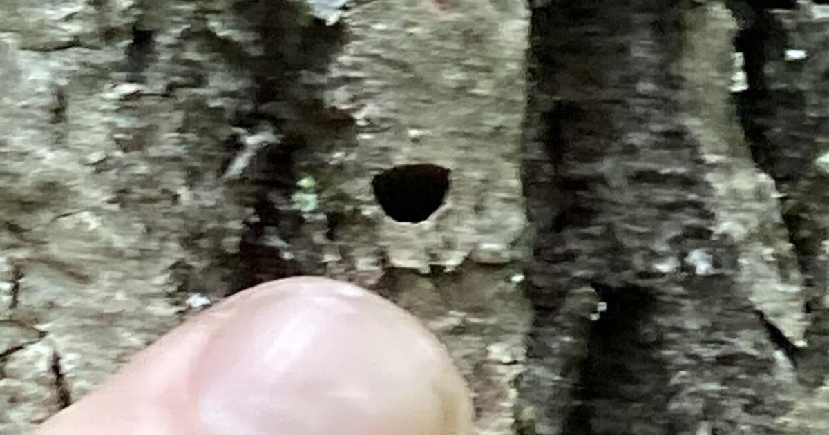 The exit hole of an emerald ash borer