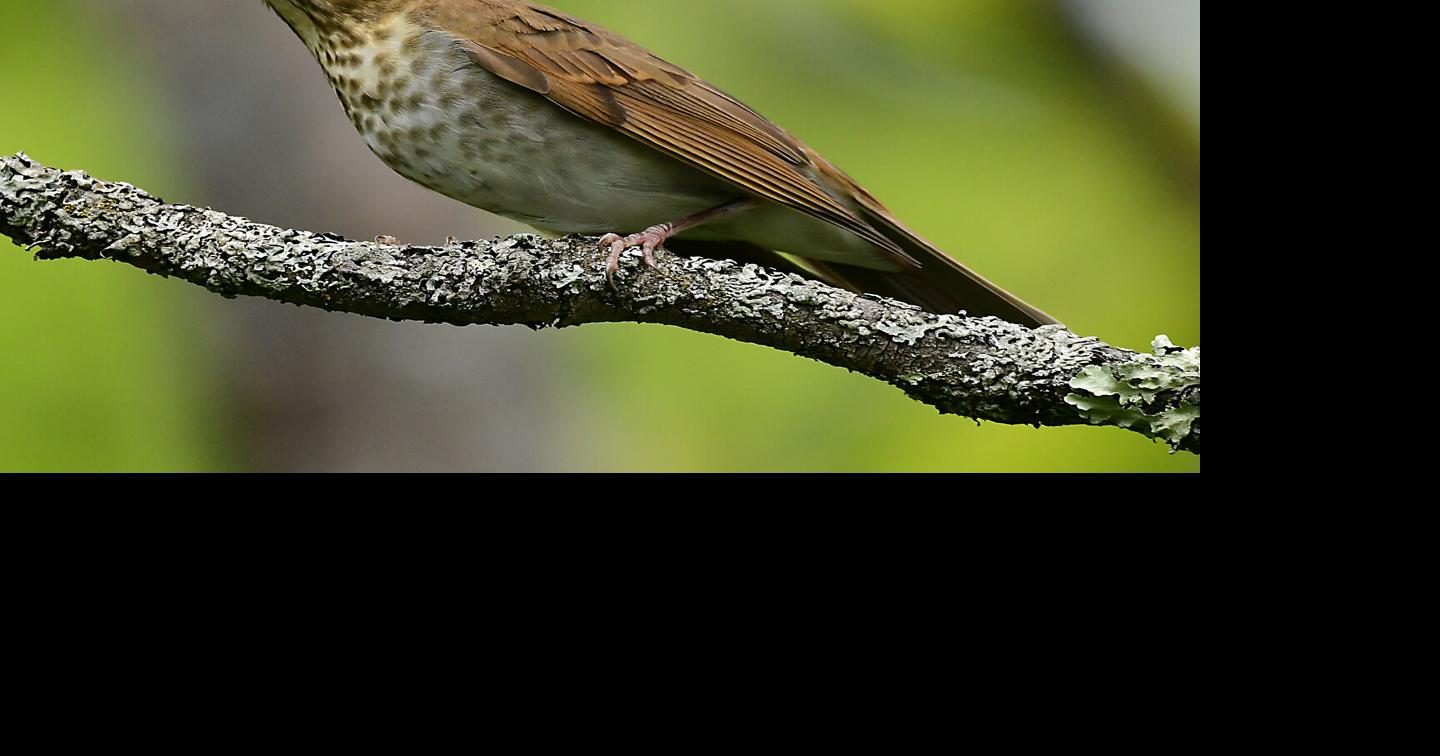 Swainson's thrush